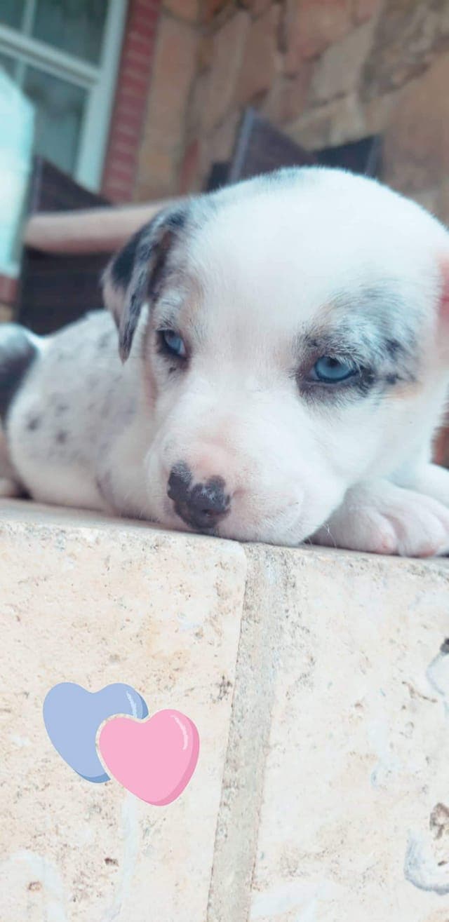 Esta es la hermosa 'Paloma'.