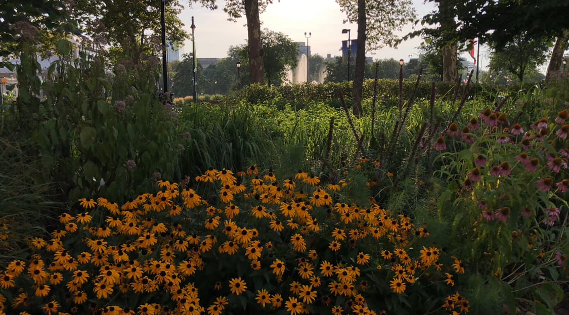 Durante el mes de junio se instalaron nuevas siembras en fases determinadas por el clima y la disponibilidad de las 14 variedades vegetales. El jardín fue planeado por el equipo de paisajismo de CCD y los socios de horticultura para actuar como un refugio urbano para pájaros, abejas, mariposas e insectos.