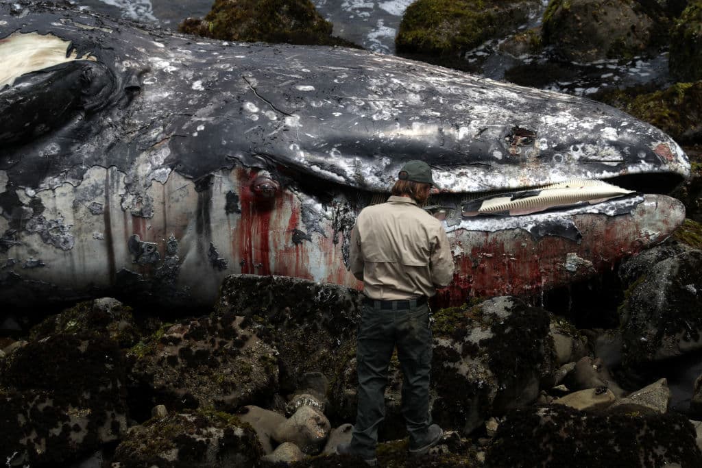 Las ballenas grises que están apareciendo muertas en las costas de la bahía de San Francisco suelen pasar los meses de verano en los mares de Bering y Chukchi, para después emigrar hacia las lagunas de criadero en la costa de Baja California, muy cerca de los estados de Sonora y Sinaloa, en México.