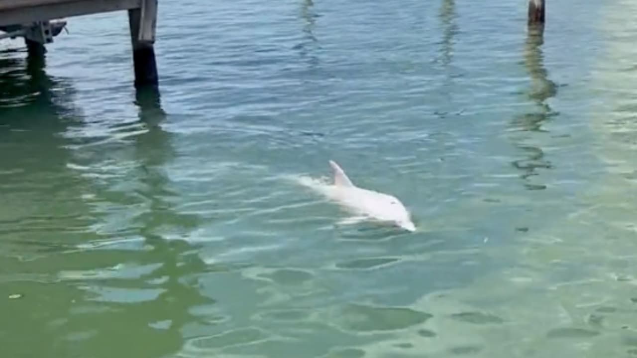Delfín blanco pasea por las aguas de la bahía de Tampa