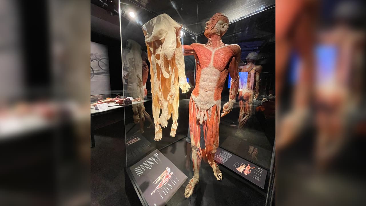 Cuenta con cinco pisos de pasillos permanentes y una rotación constante de 
<b><a href="https://www.hmns.org/exhibits/special-exhibitions/body-worlds/" target="_blank">exhibiciones especiales como la del cuerpo humano. </a></b>
