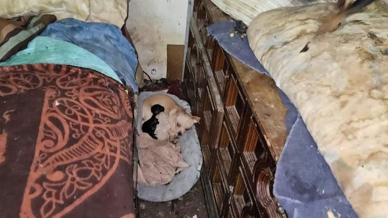 De acuerdo con la organización, los animales 
<b>fueron descubiertos en la vivienda luego de un incendio.</b>
<br>Será la próxima semana cuando los animales 
<b>serán puestos en adopción</b>.
