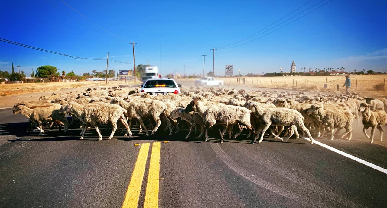 Un campesino que debía mover su rebaño fue asistido por un patrullero