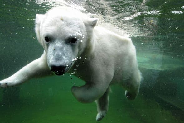 Se los considera mamíferos marinos ya que pasan gran parte de su tiempo sobre el hielo ártico y nadando en el océano.