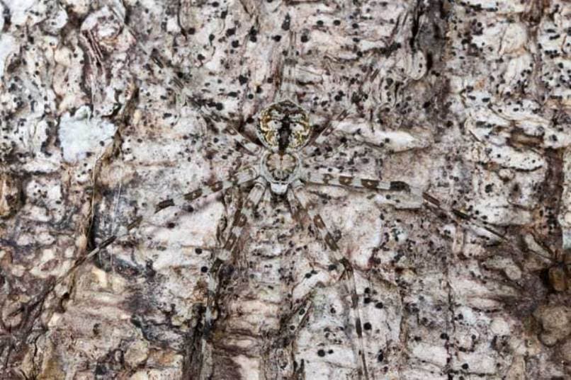 <b>¿Ves la araña en el árbol?</b>
<br>Este es
<a href="http://www.somepets.com/wp-content/uploads/2013/06/Camouflage-animal2.jpg">un descubrimiento</a> no apto para las personas que padezcan aracnofobia.