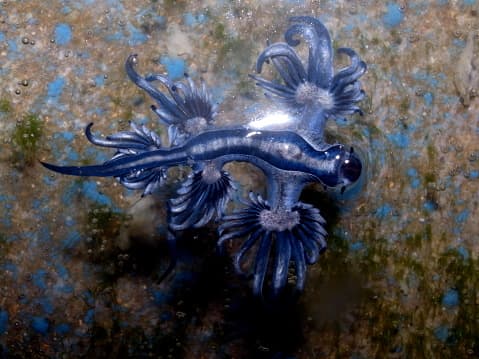 Las autoridades de la Reserva Nacional de Investigación Estuarina de Mission-Aransas han advertido que el 'dragón azúl' ha reaparecido en las playas de Texas. 
<br>
<br>Esta curiosa especie también había sido visto en el 2020 en la playa de Padre Island.
<br>
<br>El nombre científico del dragón azúl es Blue Glaucus o Glaucus atlanticus. A continuación, te explicamos qué es y cómo actúa esta especie.