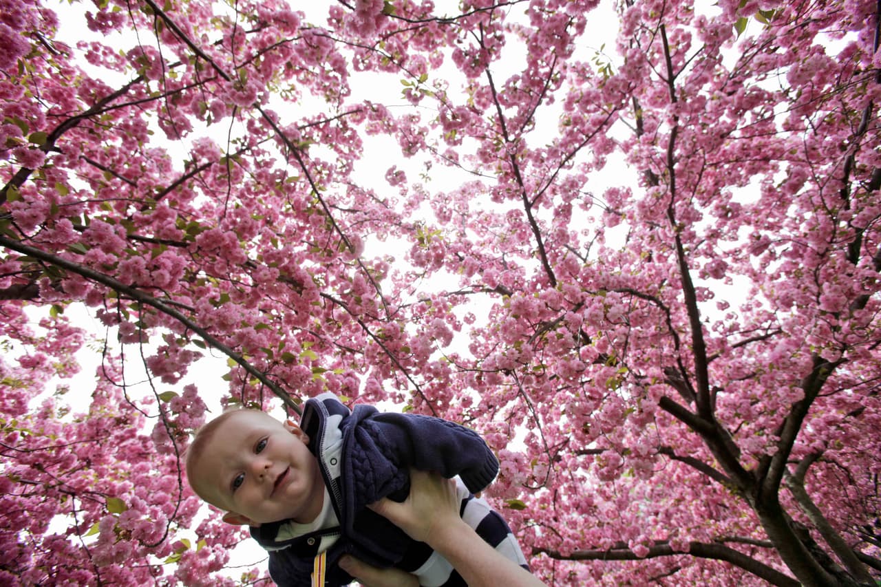 <b>3. Jardín Botánico de Nueva York</b>
<br>Ubicado en el Bronx, 
<b>cuenta con más de 200 árboles en Cherry Valley</b>. Su cercanía con el invernadero Enid A. Haupt y el arboreto lo convierte en un destino ideal para disfrutar naturaleza y paisajes florales únicos en la ciudad.