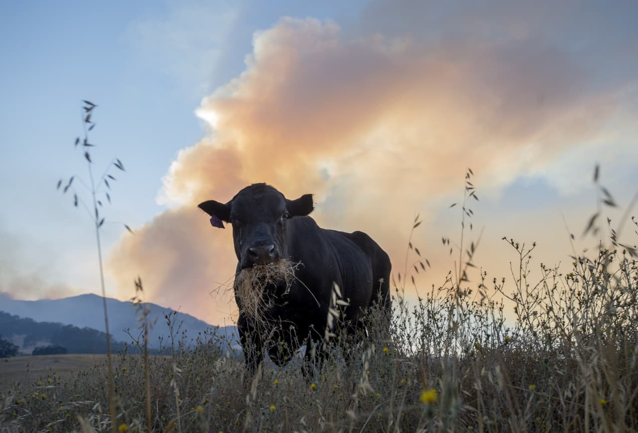 Más de 9 mil bomberos luchan contra los incendios.