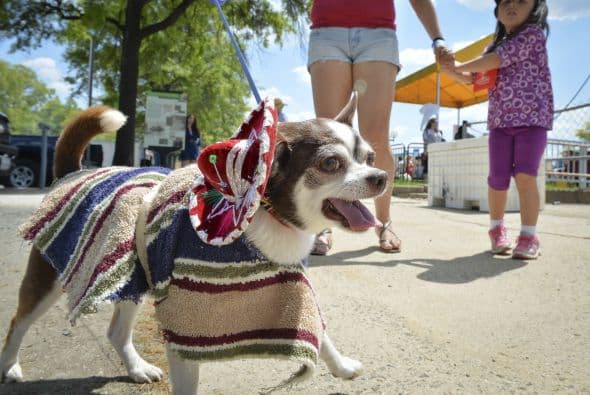 Decenas de perritos se disfrazaron y personificaron en tradicionales vestimentas para festejar el 5 de Mayo.