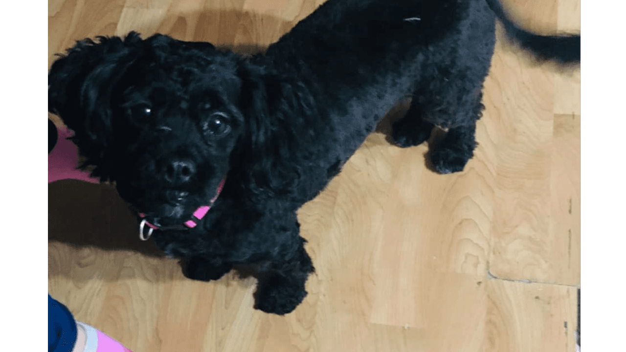 "Está es la Chilindrina"