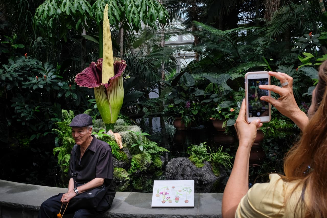 El olor que produce cuando florece es similar al de la carne podrida.
