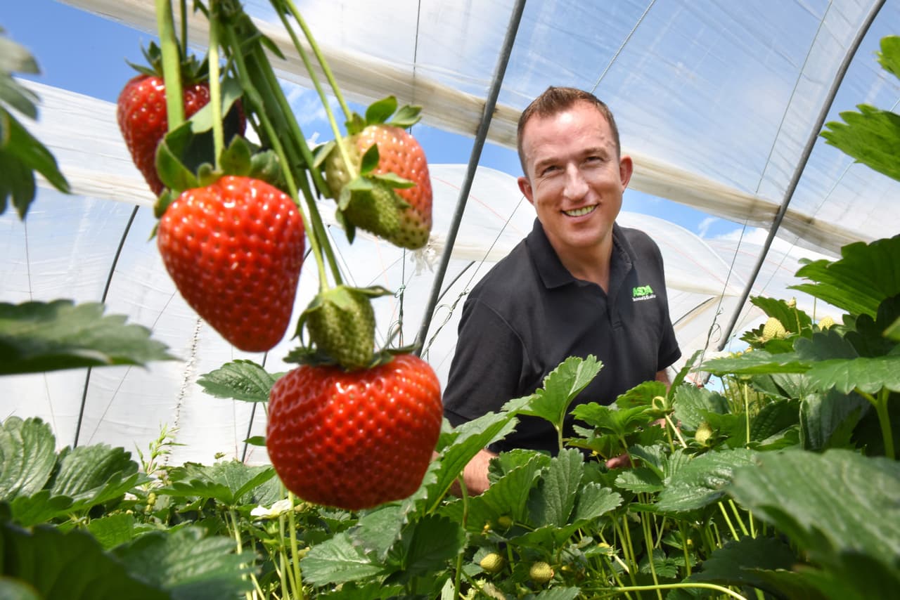Artur sigue sorprendiéndose de lo maravilloso de su trabajo, "todavía no puedo creer mi suerte cuando se trata de mi trabajo me pagan para viajar por el mundo degustando deliciosa fruta. Espero estar en el negocio de la fresa por un largo tiempo y seguir siendo capaz de descubrir las nuevas variedades; para mantener las fresas de alto nivel en el menú".