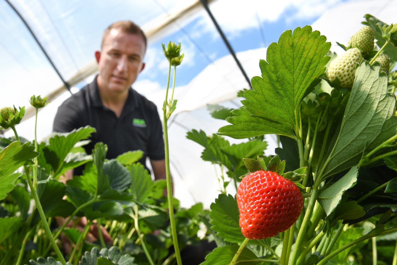 El trabajo que desempeña Artur es un verdadero disfrute como lo señaló "mi amor por el sabor deliciosamente dulce de fresas frescas nunca envejece, así que soy muy afortunado de comer para vivir."