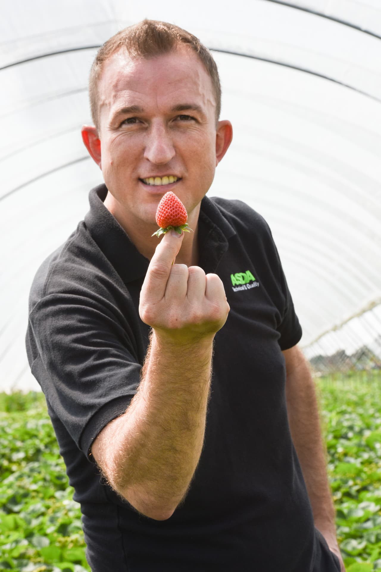 Son alrededor de 2,500 fresas al mes las que prueba.