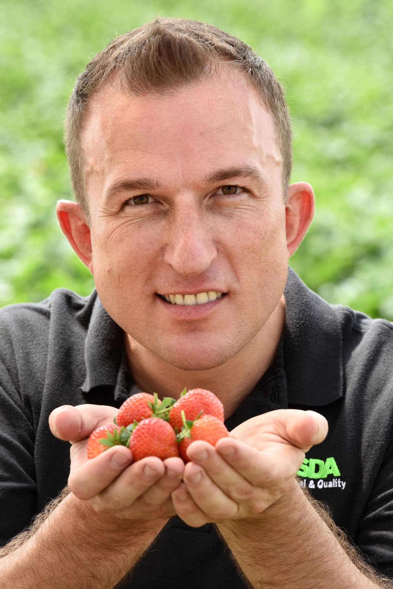 Por lo tanto, desde ese entonces ha estado masticando alrededor de 100 fresas todos los días.