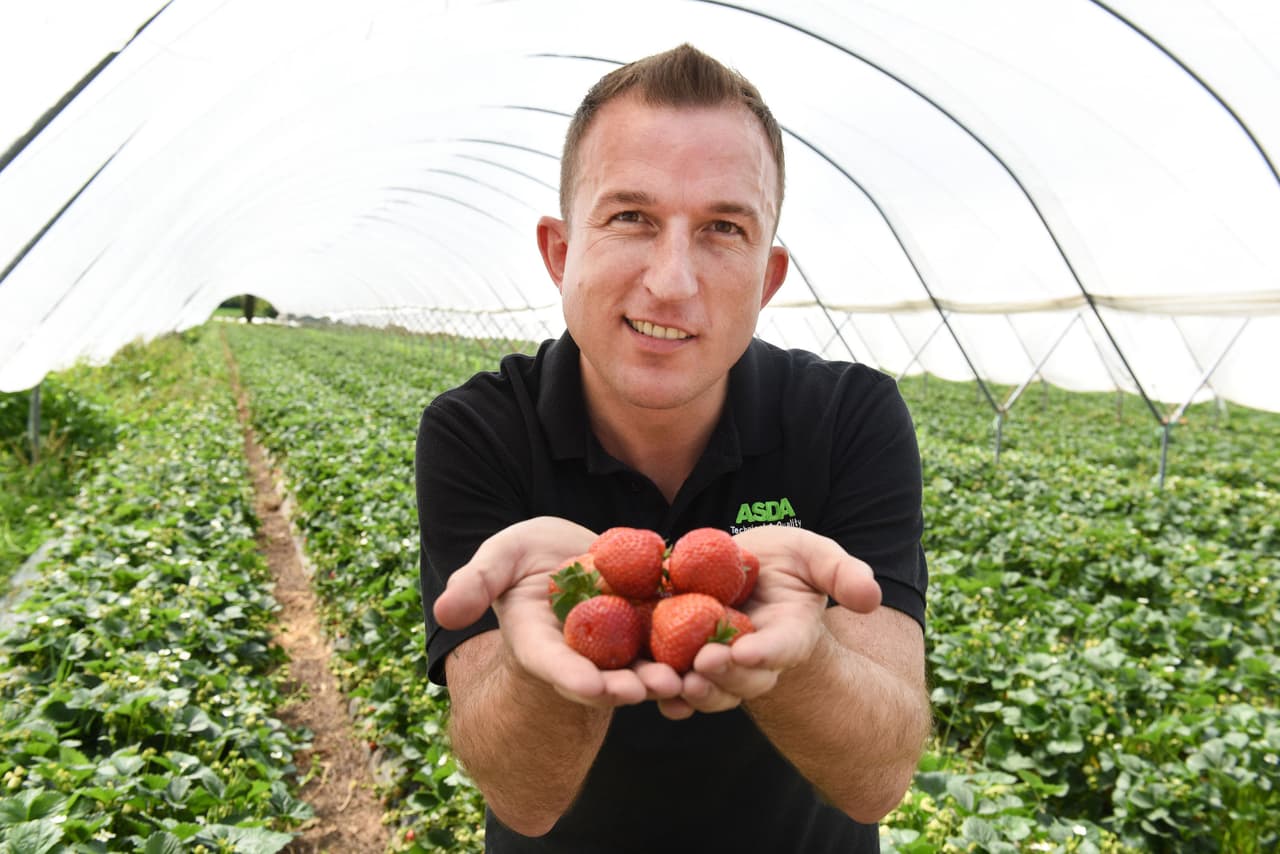 Con tantas fresas en su camino una buena pregunta para el experto es ¿cuál sería la fresa perfecta? “mi fresa ideal sería una baya de tamaño mediano con luz brillante de color rojo y hojas verdes" dijo.