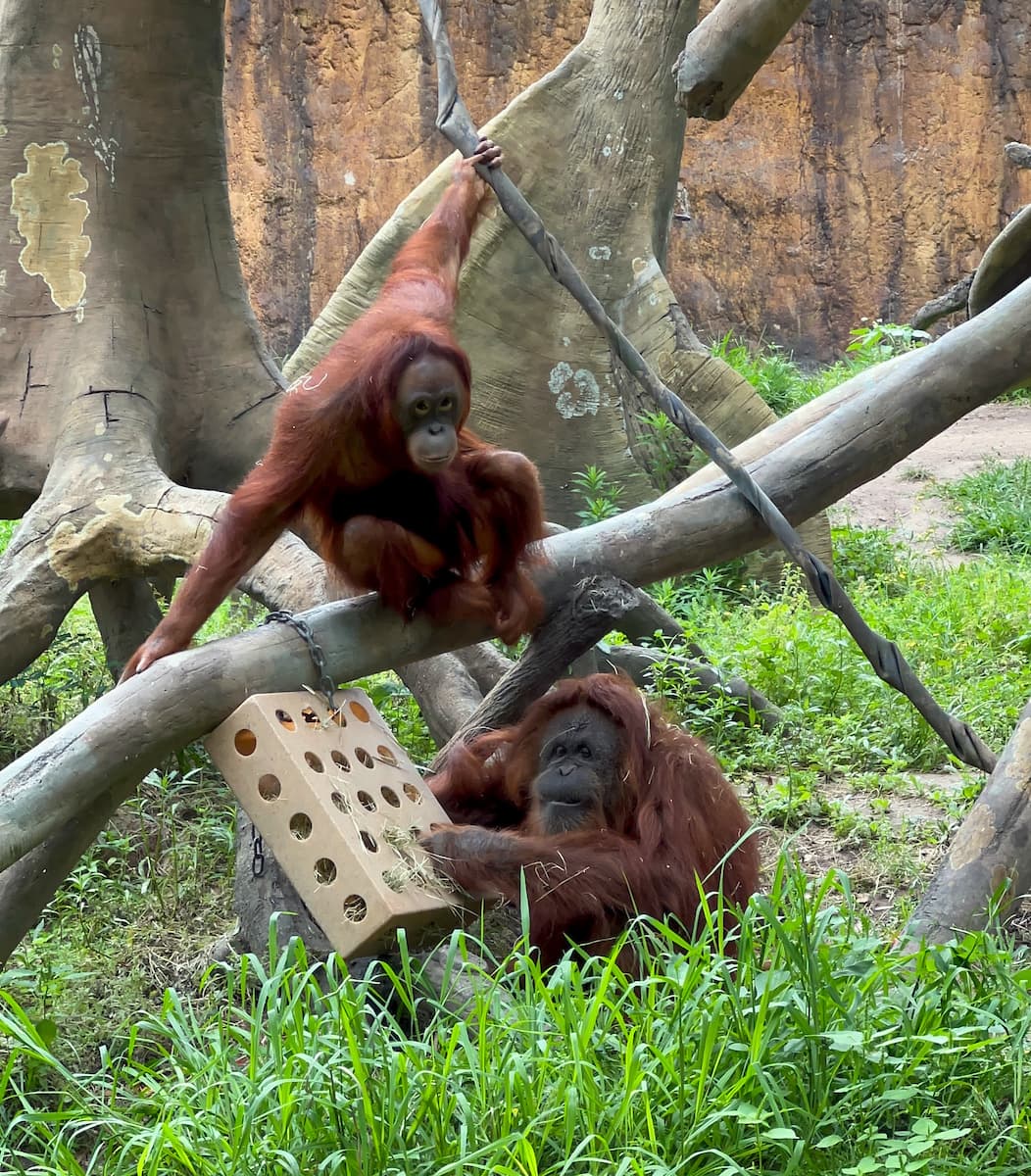 Durante el examen, se encontraron indicios de una grave infección renal y recibió un tratamiento inicial. 
<b>Sin embargo, murió inesperadamente mientras se recuperaba del examen. </b>