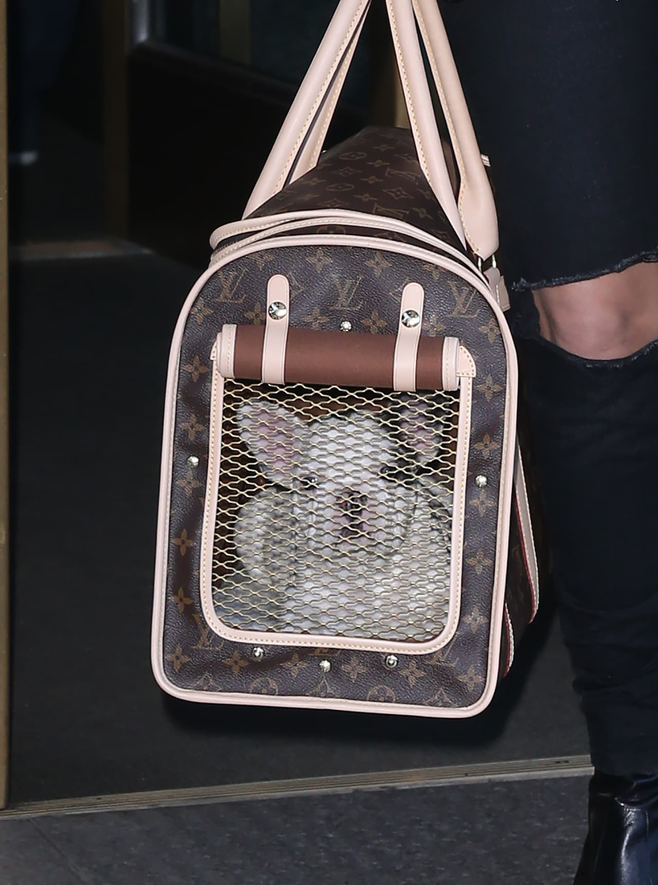 Lady Gaga y su perrito