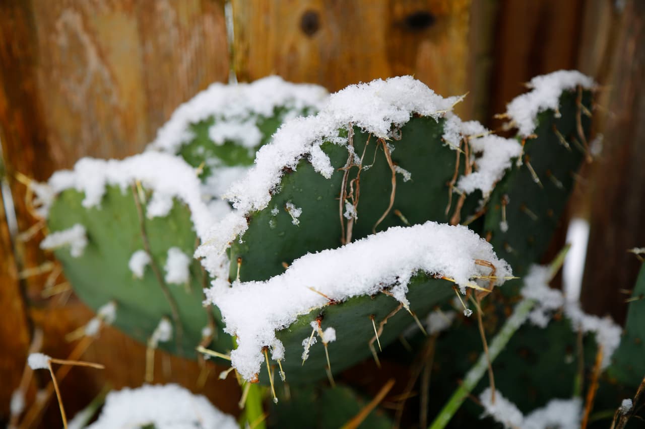 Los típicos cactus texanos también se vistieron de blanco.