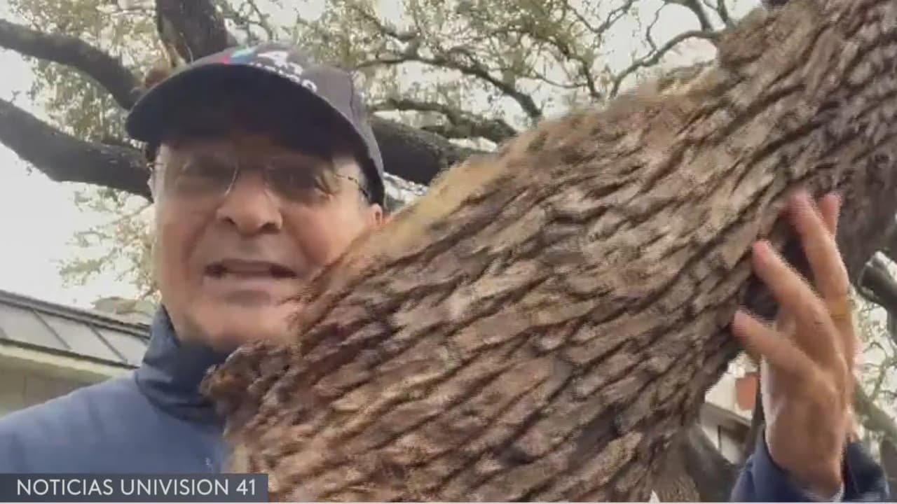 Indicadores de que los árboles están dañados y pueden caer fácilmente