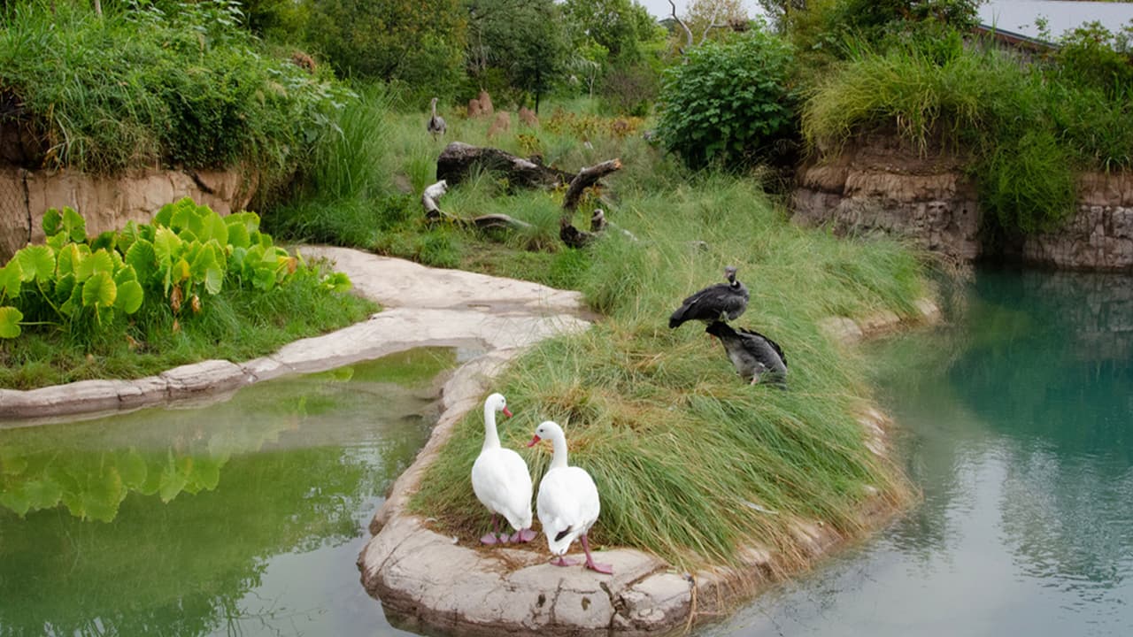 Cortan malla que protege a pelícanos del Zoológico de Houston: investigan posible vandalismo