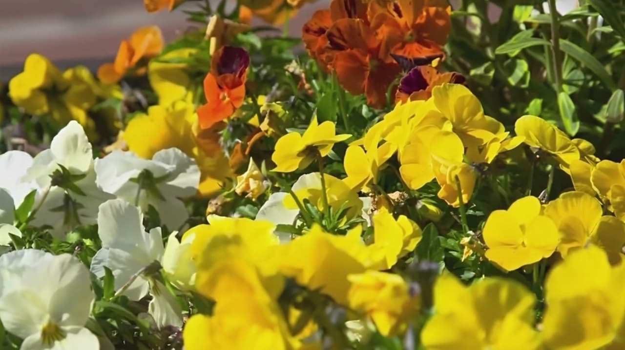 La primavera llega oficialmente al hemisferio norte con el inicio del equinoccio de marzo