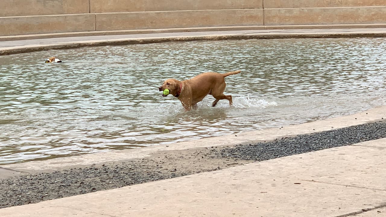 Hay algunos canes que no les gusta el agua, pero a este le encanta para jugar con la pelota.
