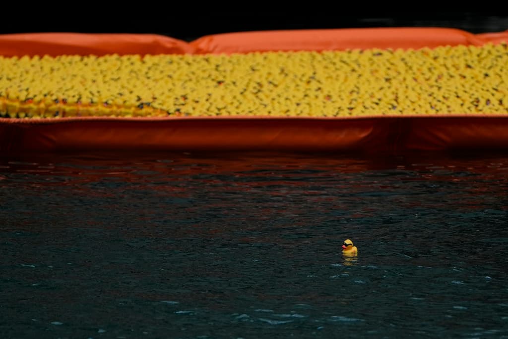 El vertido se realizó desde un lado de un puente parcialmente levantado. Tras concentrarse en el agua, los patitos avanzaron por el cauce durante alrededor de 15 minutos, hasta que se identificaron el primer lugar y el segundo lugar.