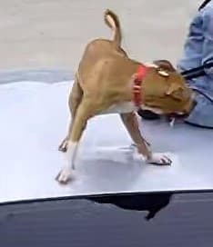 Si alguien tiene alguna información sobre la ubicación de este perro y / o su propietario, por favor póngase en contacto con el departamento de Policía de Terrell de inmediato a través de (469) 474-2700.