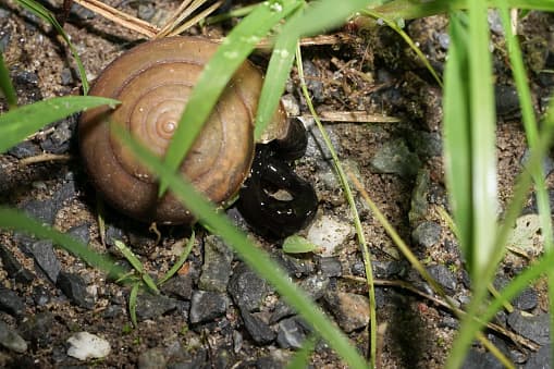 Se cree que los gusanos planos son susceptibles a las mezclas de aceite cítrico y vinagre blanco para rociarlos directamente.
<b>Por lo que si se topa con uno se requiere que mezcle 2 onzas de aceite cítrico por 1 galón de vinagre blanco</b>.
<br>
<br>Luego,
<b>rocíe esa mezcla directamente sobre cualquier gusano plano, asegurándose de haber rociado a toda la criatura</b>.
<br>
<br>Este gusano de cuerpo blando podría ser susceptible a la sal o repelente de babosas. Cuando compre repelente de babosas, asegúrese de comprar el tipo que no sea para animales domésticos como perros y gatos; asegurándose de que el repelente esté hecho con "Fosfato de hierro" y no con "Metaldehído".
<br>