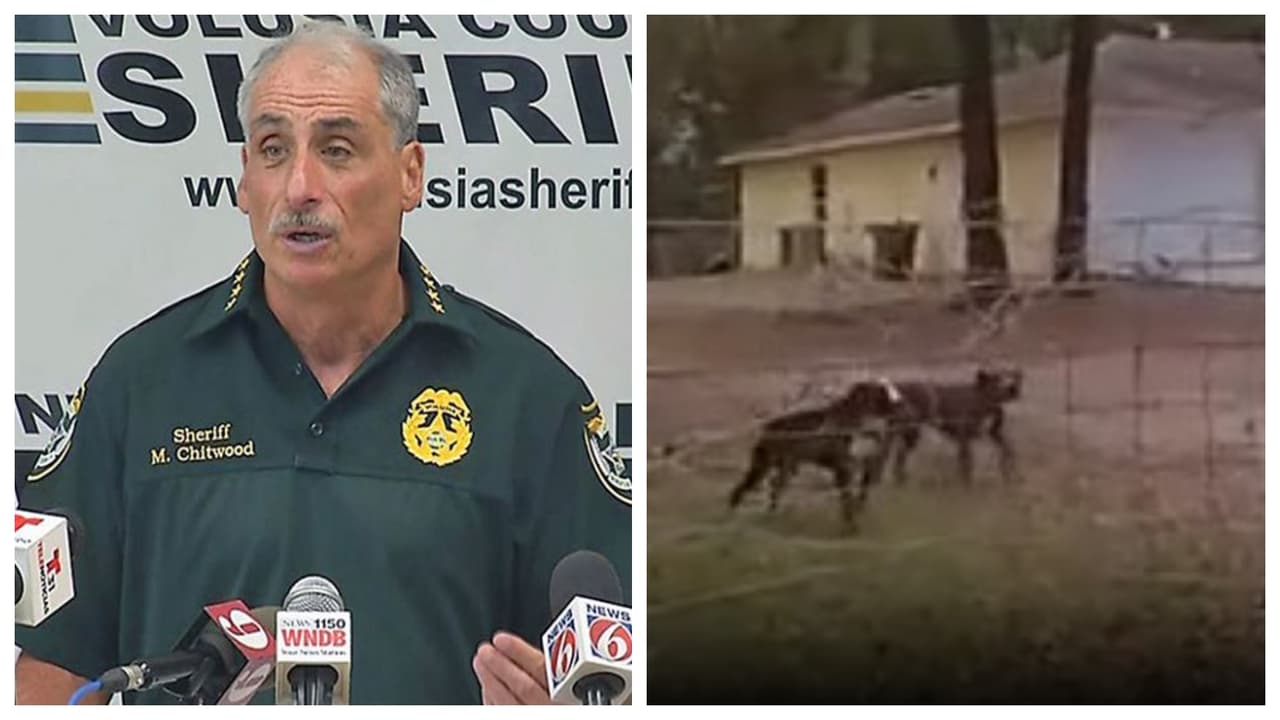 Niño de 8 años intenta acariciar a unos perros y es atacado hasta morir en un vecindario al norte de Orlando