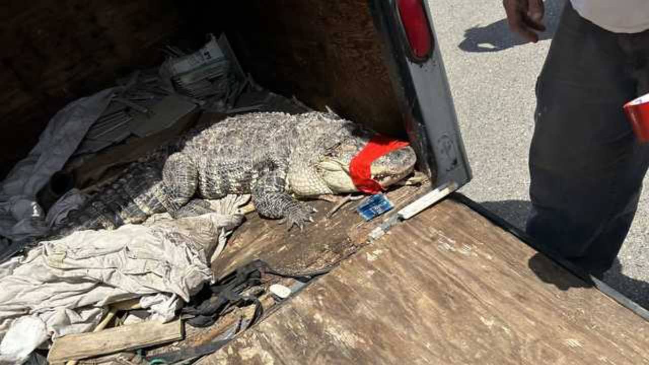 Encuentran lagarto de siete pies de largo cerca del río Americano