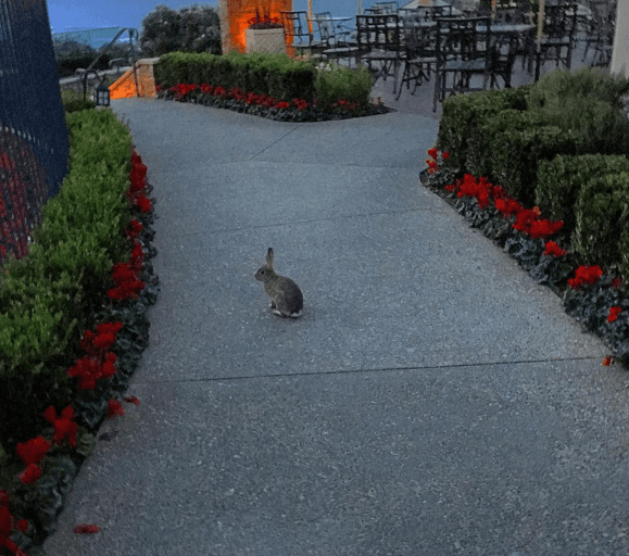 Para Justin no había nada de malo en mostrar la imagen , ya que desde siempre ha demostrado que es un súper pet lover.