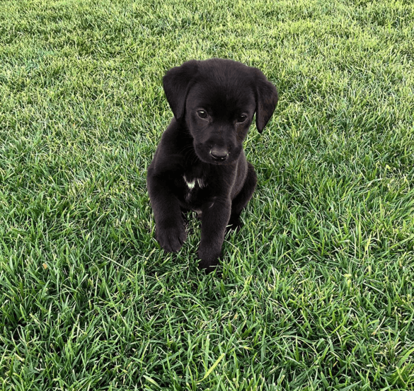 ¡Mira que atento! Seguro es un pequeñín súper obediente.