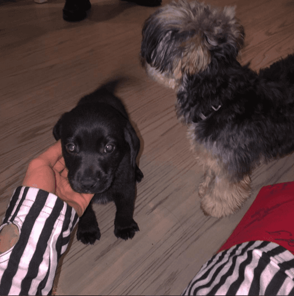 Justin es todo un pet lover, aunque tuvo su terrible resbalón con el tema del changuito.