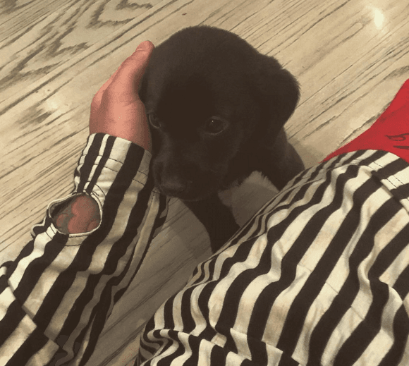 Se trata de un perro de raza labrador en color negro.