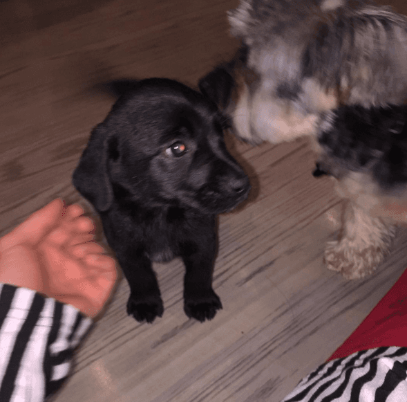 ¡Parece que se llevan bien los hermanitos greñudos!