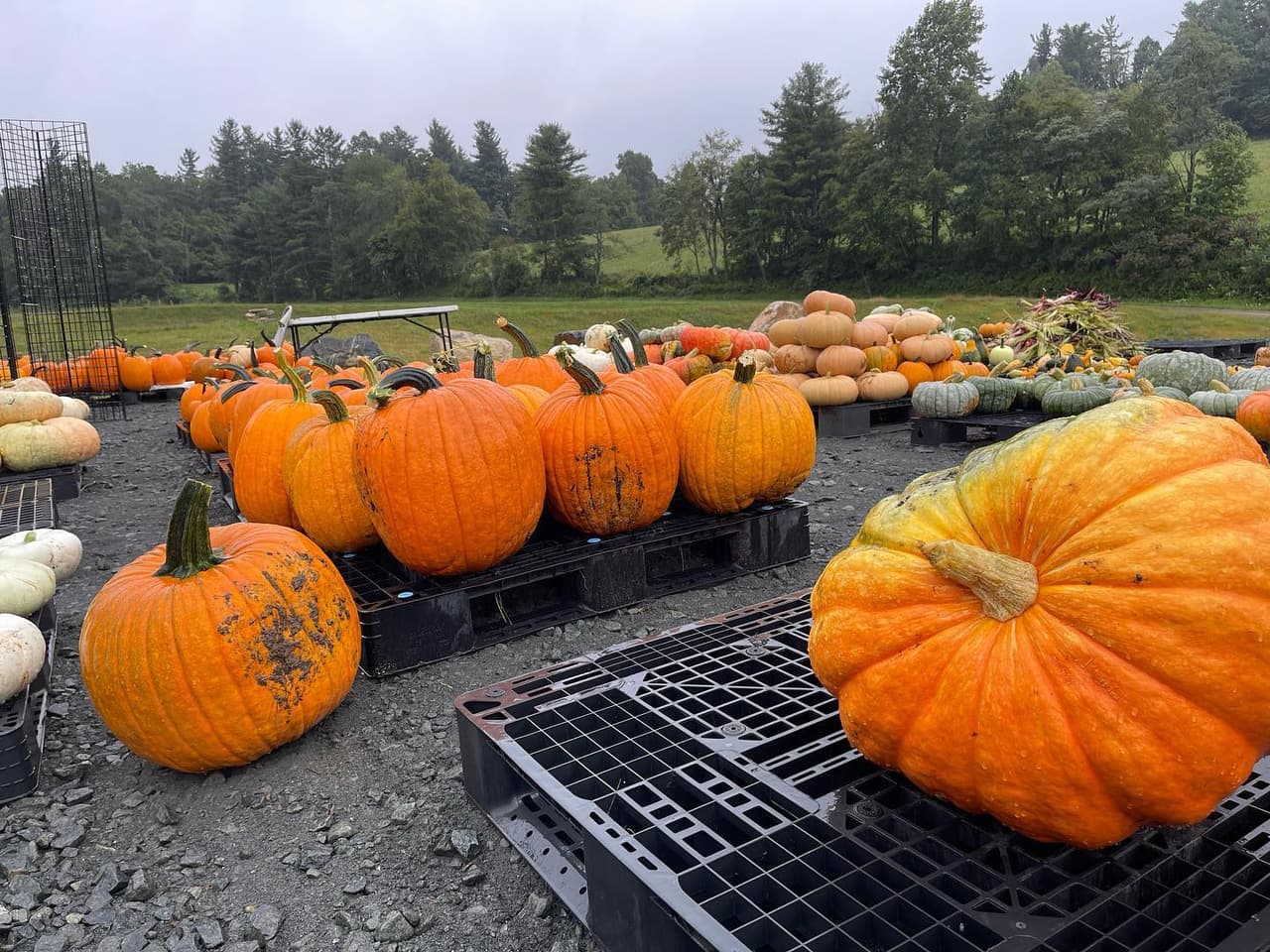 <b>Lantern Farm (West Jefferson)</b>
<br>
<b>Sitio web</b>: 
<a href="https://lanternfarm.com/">https://lanternfarm.com/</a> 
<br>
<b><a href="https://maps.app.goo.gl/usuLN9EJkBNkaxyJ6">Cómo llegar</a> </b>
<br>
<br>Acá encontrarás maíz fresco, dar un paseo en carruaje, caminar por el desafiante laberinto de maíz y llevarte a casa una calabaza para tallar para Halloween.