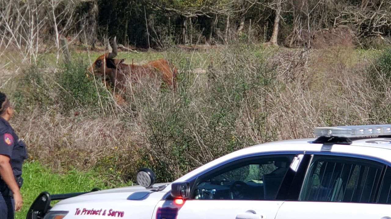 Los oficiales tuvieron que ayudar al dueño del animal para que volviera a entrar en el pasto.