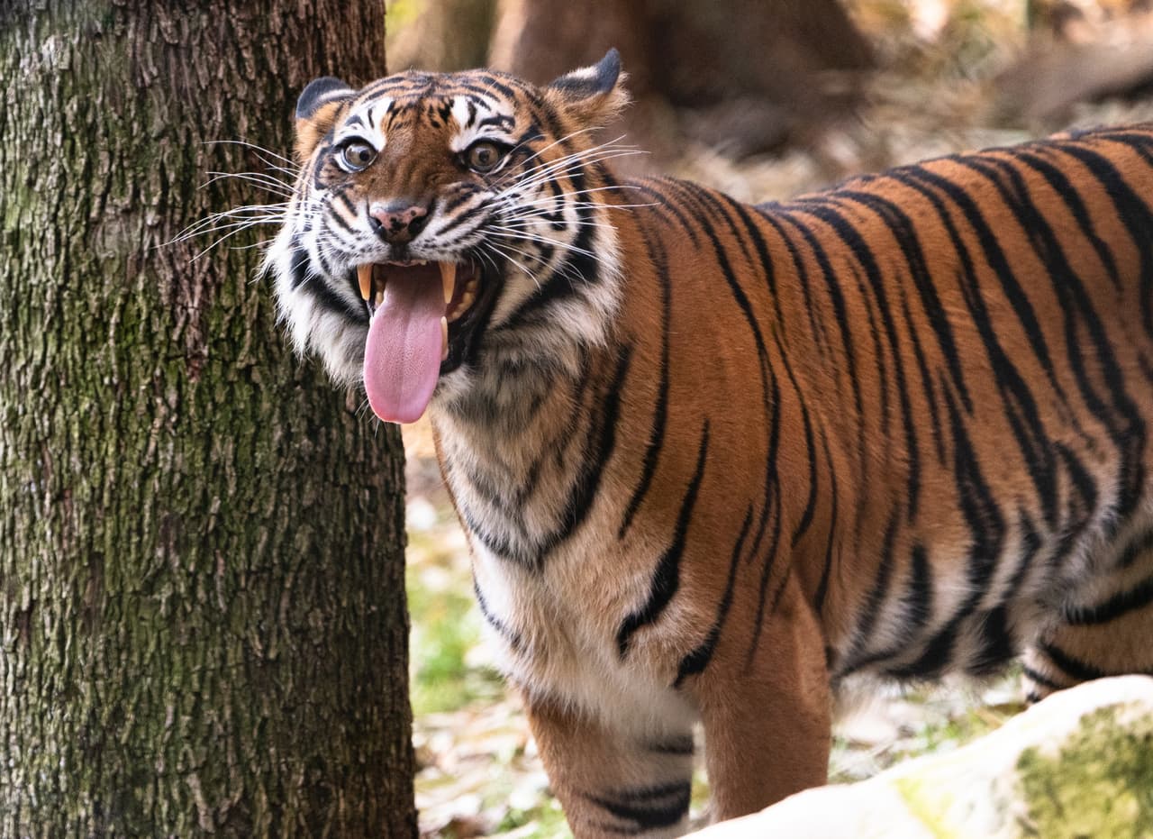 El zoológico de Dallas dará cuatro entradas de cortesía y una de estacionamiento gratis también. Esto sólo será válido del 1 de julio al 31 de agosto del 2022. Los interesados deberán reservar en el sitio del Zoológico de Dallas.