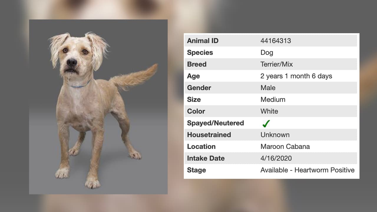 Sandy está mostrando en esta foto su mejor angulo para que la adoptes, tiene 2 años.