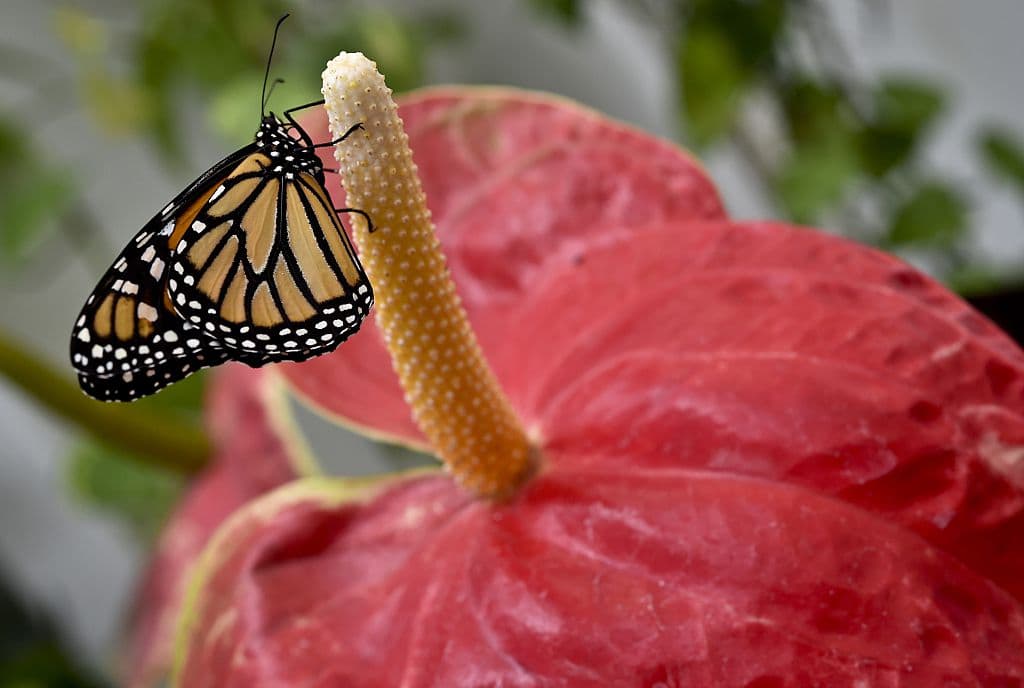 Jewell & Pacchiano: México y EEUU, socios en conservación y protección de recursos