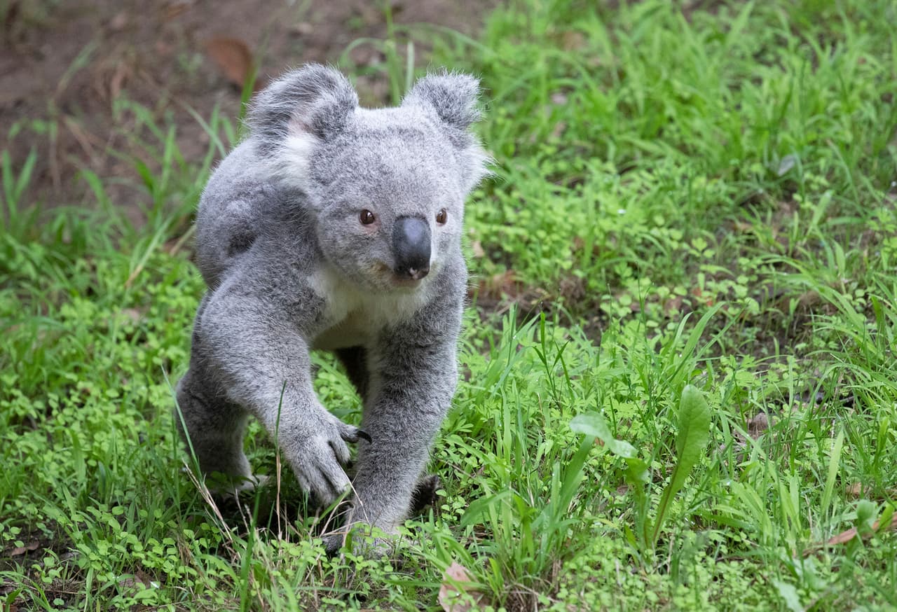 Las personas que quieran participar en el concurso para nombrar al marsupial pueden donar cualquier cantidad al zoológico. Las donaciones se pueden hacer en línea en el sitio web del zoológico:
<a href="http://www.sfzoo.org/" target="_blank">http://www.sfzoo.org/</a>
