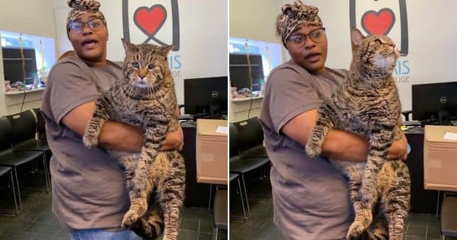 Conoce a BeeJay, un gato de 26 libras que busca hogar



