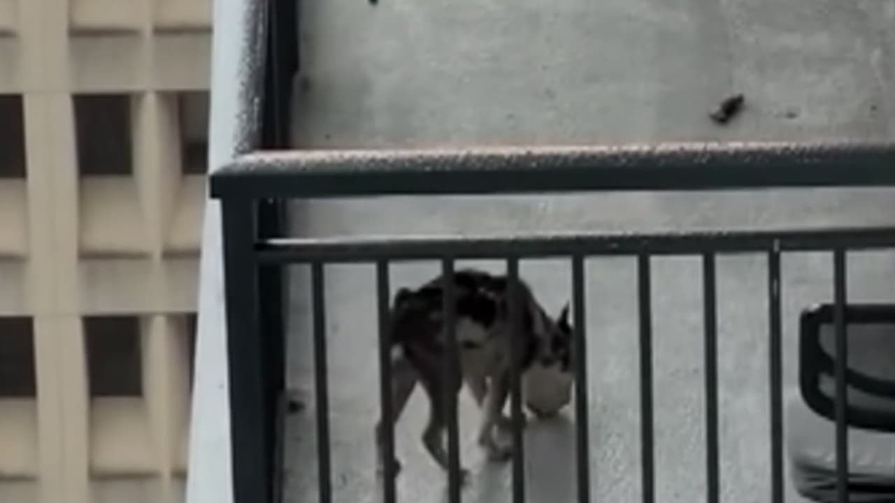 Acusado de maltrato animal a un perro en Miami sale libre bajo fianza de $5,000