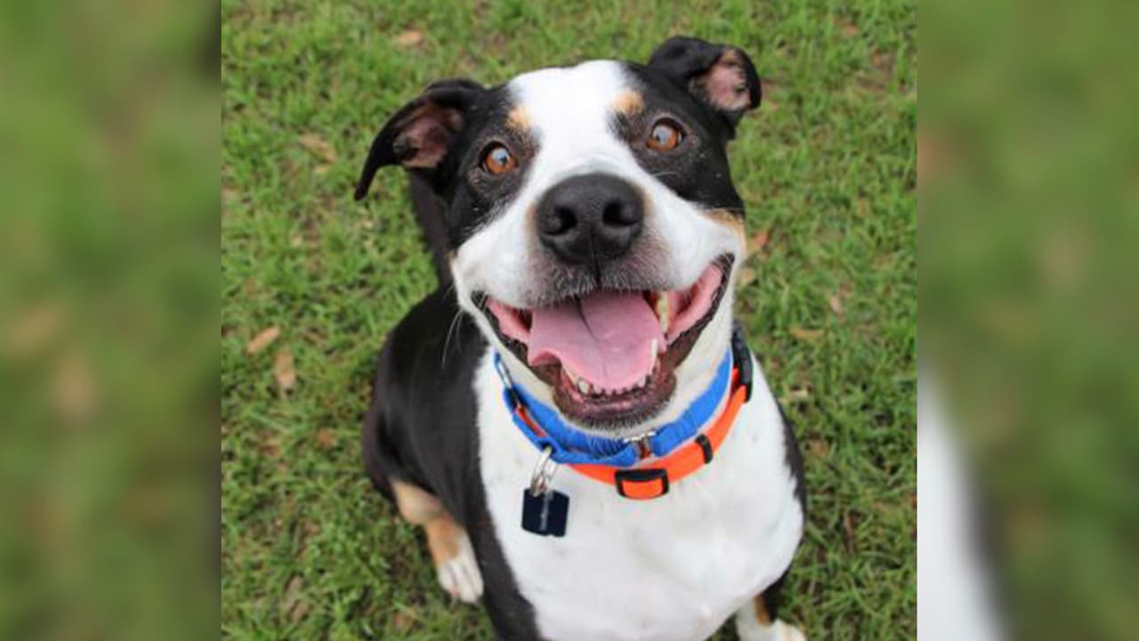 Beethoven es un chico dulce y divertido que busca una familia para jugar, entrenar y acurrucarse.