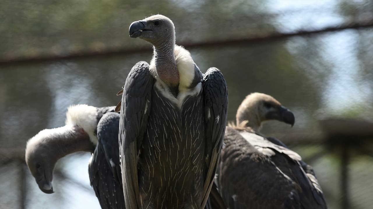 “Que no maten a los zopilotes porque ellos no curan el cáncer. La gente está acabando con los zopilotes que bajan a la calle cuando hay algún animal muerto y esta mañana mataron a dos”, fue la denuncia de una mujer -que no quiso ser identificada por su seguridad-.