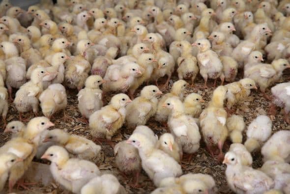 Una docena de pollitos $45: Tu regalo puede ayudar a una familia a ser productiva. Estos pequeñines producirán huevos y se convertirán en alimento.