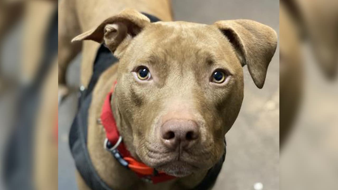 Yo soy Chunk, un chico amable y leal que busca un humano para ser los mejores amigos. Viajo bien en el auto y estoy entrenado para estar en casa.