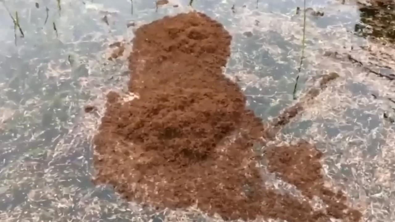 "Puede ser como fuego": Texas además del agua está inundada de hormigas que flotan
